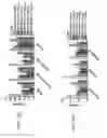 Fig. 125 - Anti-human CD52 immunoglobulins