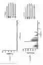Fig. 129 - Anti-human CD52 immunoglobulins