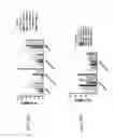 Fig. 133 - Anti-human CD52 immunoglobulins