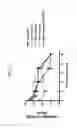 Fig. 27 - Anti-human CD52 immunoglobulins