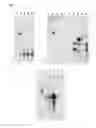Fig. 09 - COMPOSITIONS AND METHODS FOR THE TREATMENT OF HEPATITIS C