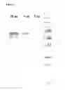 Fig. 03 - IMMUNOGENIC STREPTOCOCCUS PNEUMONIAE PEPTIDES AND PEPTIDE-MULTIMERS