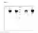Fig. 06 - IMMUNOGENIC STREPTOCOCCUS PNEUMONIAE PEPTIDES AND PEPTIDE-MULTIMERS