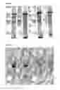 Fig. 07 - IMMUNOGENIC STREPTOCOCCUS PNEUMONIAE PEPTIDES AND PEPTIDE-MULTIMERS