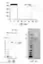 Fig. 22 - METHODS FOR PREPARING AND USING MULTICHAPERONE-ANTIGEN COMPLEXES