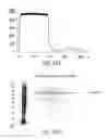 Fig. 28 - METHODS FOR PREPARING AND USING MULTICHAPERONE-ANTIGEN COMPLEXES