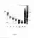 Fig. 02 - Compositions and methods for treatment of microbial infections