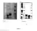 Fig. 04 - Compositions and methods for treatment of microbial infections
