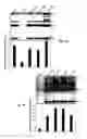 Fig. 04 - Attenuation of encephalitogenic alphavirus and uses thereof