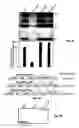 Fig. 08 - Attenuation of encephalitogenic alphavirus and uses thereof