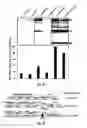 Fig. 12 - Attenuation of encephalitogenic alphavirus and uses thereof