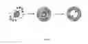Fig. 04 - Method for preparing molecularly imprinted polymers (MIP) through radical polymerisation