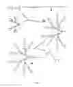 Fig. 05 - Method for preparing molecularly imprinted polymers (MIP) through radical polymerisation