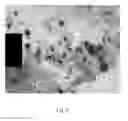Fig. 03 - Chelate compounds