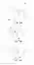 Fig. 06 - METHOD OF FORMING A DENTAL MATRIX