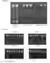 Fig. 04 - STABILIZED CHEMICAL DEHYDRATION OF BIOLOGICAL MATERIAL