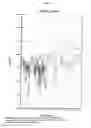 Fig. 14 - Method for detection of human papillomavirus (HPV) type