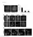 Fig. 44 - Devices and methods of cell capture and analysis