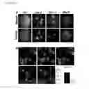 Fig. 45 - Devices and methods of cell capture and analysis