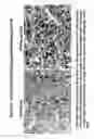 Fig. 06 - Ultra sensitive method for in situ detection of nucleic acids