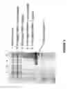 Fig. 02 - Functional Expression of Higher Plant Nitrate Transporters in Pichia Pastoris