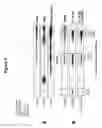 Fig. 06 - A PKN3/RHOC MACROMOLECULAR COMPLEX AND METHODS OF USE THEREFOR