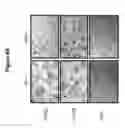 Fig. 08 - A PKN3/RHOC MACROMOLECULAR COMPLEX AND METHODS OF USE THEREFOR