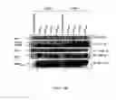 Fig. 07 - Prediction of Memapsin 2 Cleavage Sites