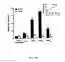 Fig. 08 - Prediction of Memapsin 2 Cleavage Sites