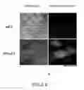 Fig. 04 - SERUM-FREE MEDIUM FOR INDUCING PLURIPOTENT STEM CELLS QUICKLY WITH HIGH EFFICIENCY AND METHOD USING THEREOF
