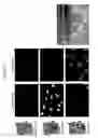 Fig. 15 - Supercharged proteins for cell penetration