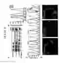 Fig. 29 - Supercharged proteins for cell penetration