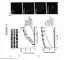 Fig. 49 - Supercharged proteins for cell penetration