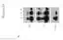 Fig. 03 - Flavivirus-based system for production of hepatitis C virus (HCV)