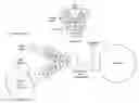Fig. 01 - Nucleic acids encoding antibodies having altered effector function and methods for making the same