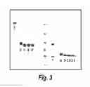 Fig. 04 - Nucleic acids encoding antibodies having altered effector function and methods for making the same