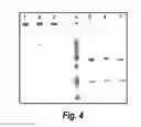 Fig. 05 - Nucleic acids encoding antibodies having altered effector function and methods for making the same