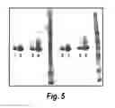 Fig. 06 - Nucleic acids encoding antibodies having altered effector function and methods for making the same