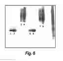 Fig. 07 - Nucleic acids encoding antibodies having altered effector function and methods for making the same