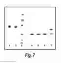 Fig. 08 - Nucleic acids encoding antibodies having altered effector function and methods for making the same