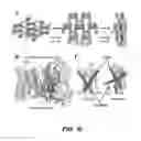 Fig. 12 - Crystals of membrane proteins