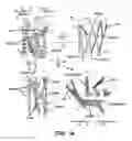 Fig. 16 - Crystals of membrane proteins