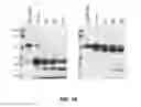 Fig. 18 - Crystals of membrane proteins