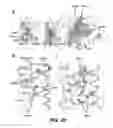 Fig. 28 - Crystals of membrane proteins