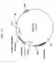 Fig. 15 - Delta-9 elongases and their use in making polyunsaturated fatty acids
