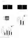 Fig. 07 - METHODS AND COMPOSITIONS FOR GENERATING SELF ATTENUATING GENETIC CIRCUITRY