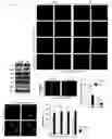 Fig. 08 - METHODS AND COMPOSITIONS FOR GENERATING SELF ATTENUATING GENETIC CIRCUITRY