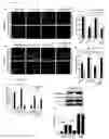 Fig. 17 - METHODS AND COMPOSITIONS FOR GENERATING SELF ATTENUATING GENETIC CIRCUITRY