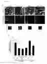 Fig. 19 - METHODS AND COMPOSITIONS FOR GENERATING SELF ATTENUATING GENETIC CIRCUITRY