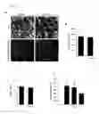 Fig. 20 - METHODS AND COMPOSITIONS FOR GENERATING SELF ATTENUATING GENETIC CIRCUITRY
